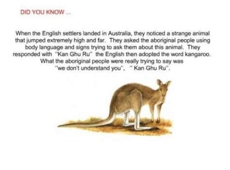 kankaloo meaning|Exploring the Myth: Does 'Kangaroo' Mean 'I Don't Know' in .